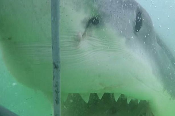 Tubarão ataca jaula na África do Sul (Foto: reprodução)