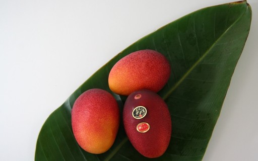 世界で最も高価なマンゴーは、すでに R$18,500 で販売されています。 それがどのように生産されているかを知る – Globo Rural Magazine