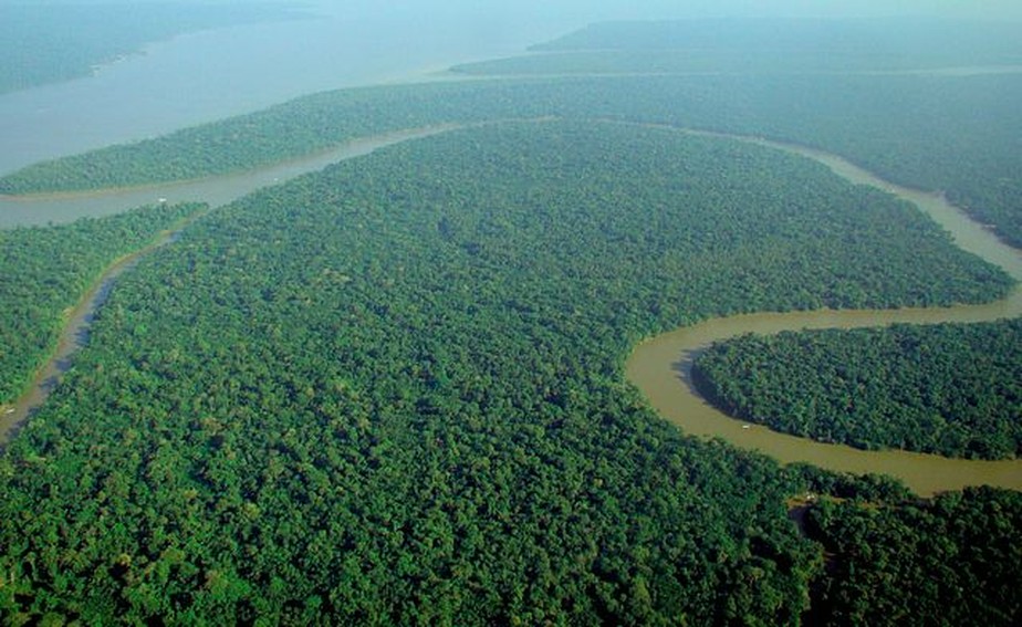 Fotografia da floresta amazônica