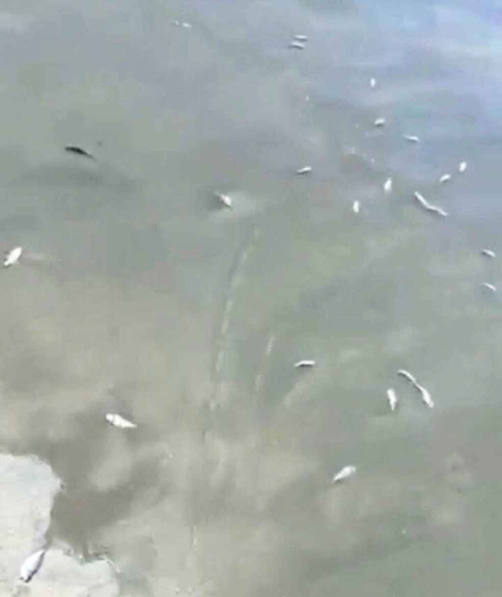 Diversos peixes mortos aparecem em praia de Guarujá, SP — Foto: Reprodução/Guarujá Mil Grau