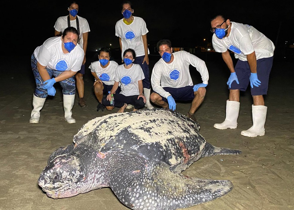 Tartaruga-de-couro pesa em torno de 300 kg — Foto: Josy Inacio