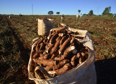 mandioca-produção-agricola (Foto: Ernesto de Souza/Ed. Globo)