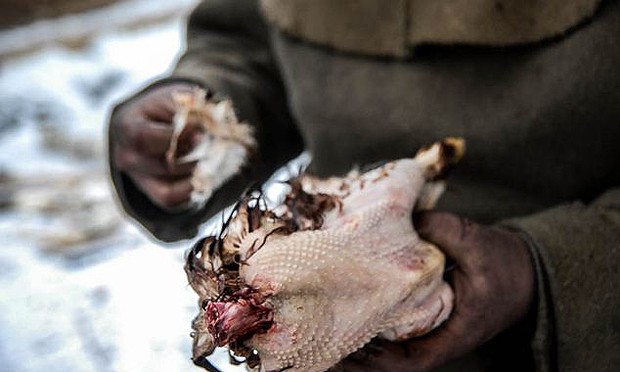 A criação de galinhas complementa a alimentação de Sapozhnikov. Ele precisa matar e cozinhar os animais sozinho (Foto: Divulgação)
