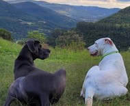 Cachorro gigante dá show de sensibilidade ao cuidar de 'irmã' surda