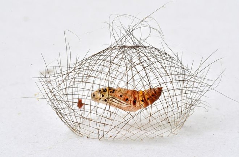 Espécie de 'gaiola' construída por mariposa é clicada por fotógrafo chinês.  — Foto: Minghui Yuan/WPY2019