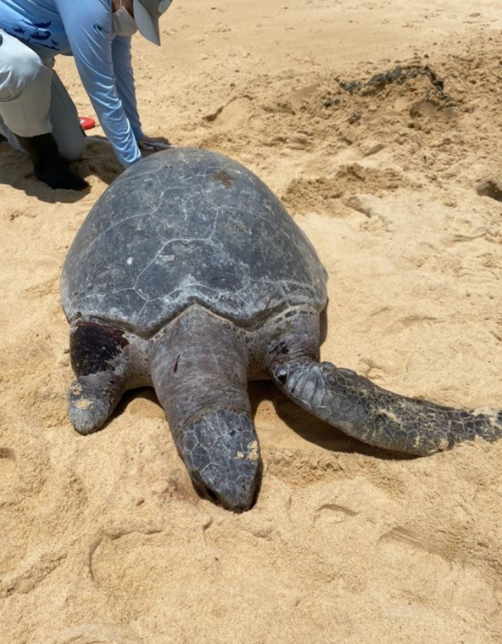 Tr&ecirc;s tartarugas s&atilde;o encontradas mortas em praia no litoral Sul do RN &mdash; Foto: Divulga&ccedil;&atilde;o/PCCB-UERN