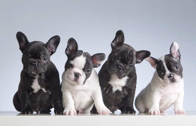 Four baby french bulldogs. Studio shot (Foto: Getty Images/iStockphoto)