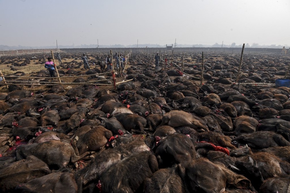 Carcaças de búfalos após sacrifício em festival religioso no Nepal — Foto: AFP/Prakash Mathema