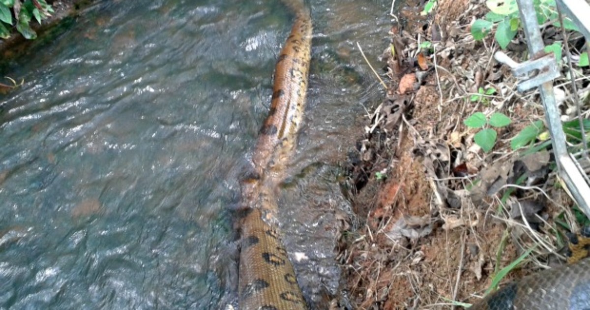 G1 - No AC, cobra colorida é encontrada em quintal e impressiona moradora -  notícias em Acre