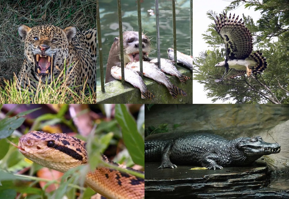 Animais são consideradas cinco maiores predadores da floresta Amazônica. — Foto: Reprodução