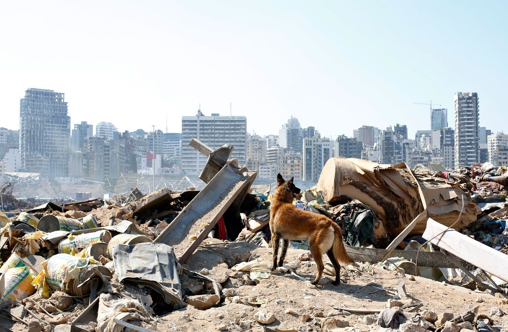 Cão da equipe de resgate francesa procura sexta-feira (7) sobreviventes no local da explosão em Beirute, no Líbano — Foto:  Thibault Camu/AP