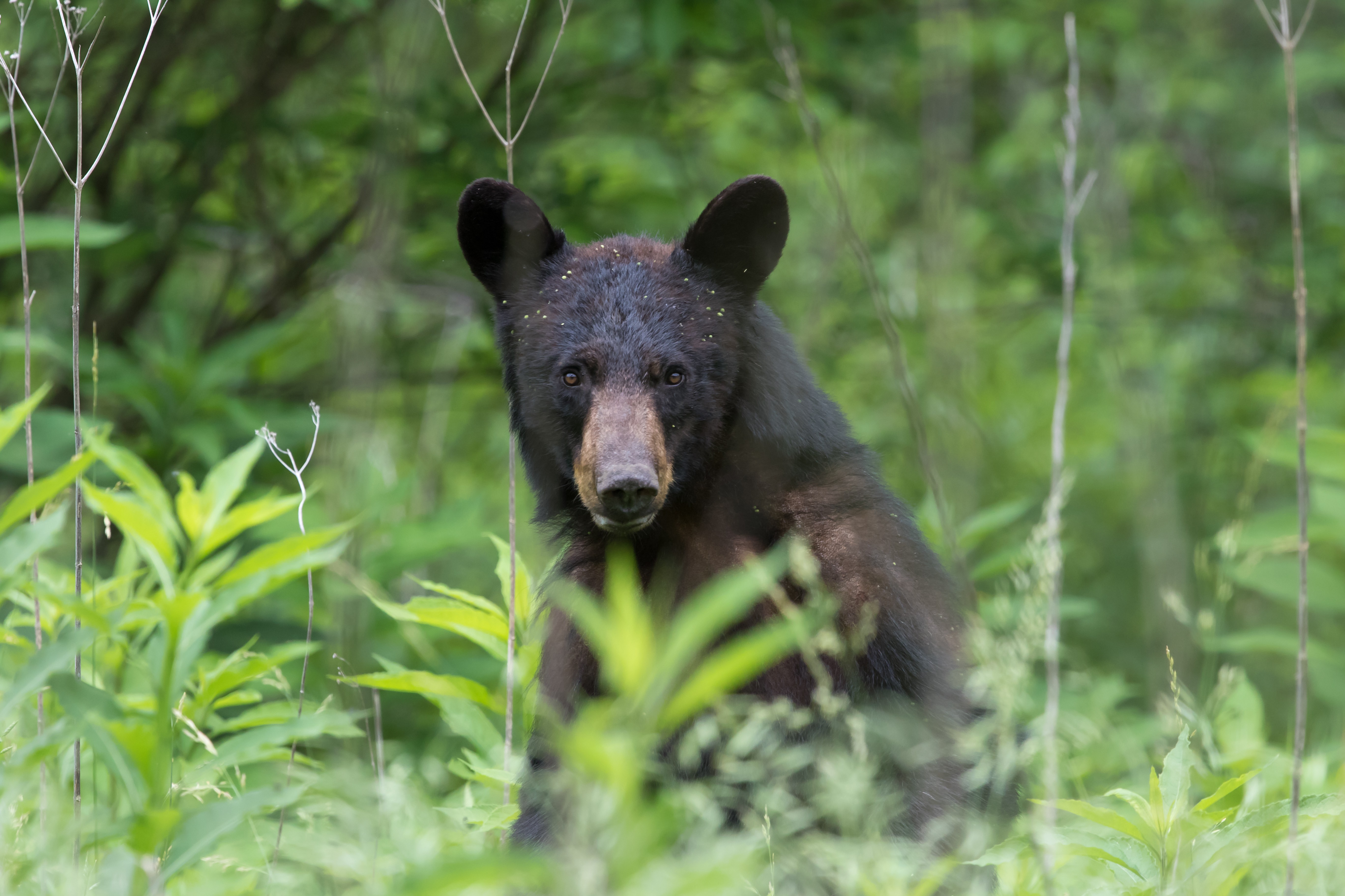Urso  (Foto: Getty Images)