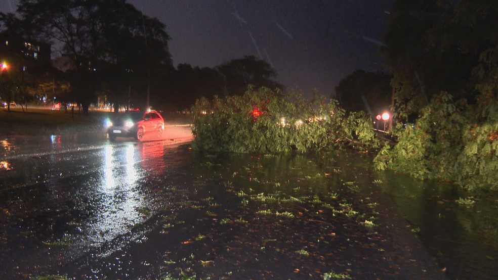 Árvores derrubadas durante chuva no DF — Foto: Reprodução/TV Globo