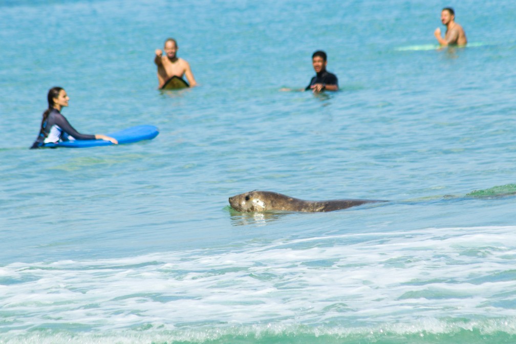 Elefante-marinho é visto nadando no mar do Arpoador — Foto: Agnes Dietrich/Arquivo pessoal