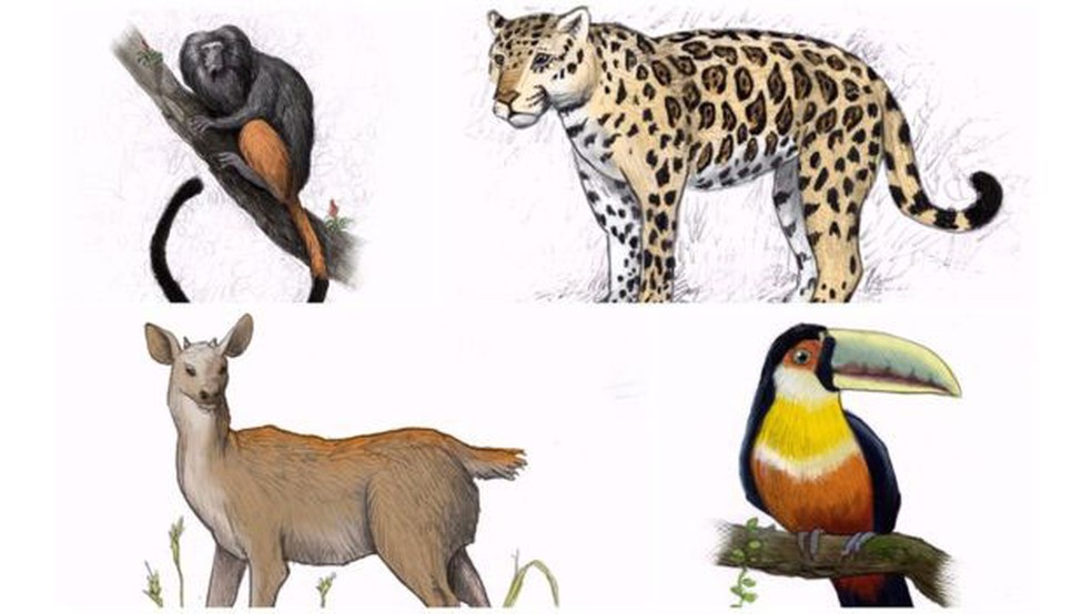 Variedade da flora nativa atraía para a região um conjunto igualmente diverso de animais, entre os quais onças-pintadas, tucanos-de-bico-verde, micos-leões-pretos e veados-catingueiros (Foto: Leandro Lopes de Souza /BBC)