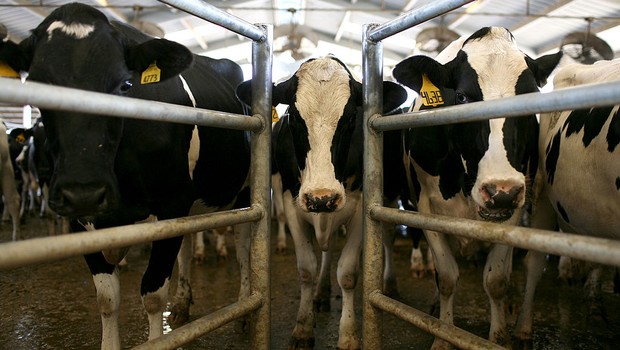 agropecuária, vacas, fazenda, produção de leite (Foto: Justin Sullivan/Getty Images)