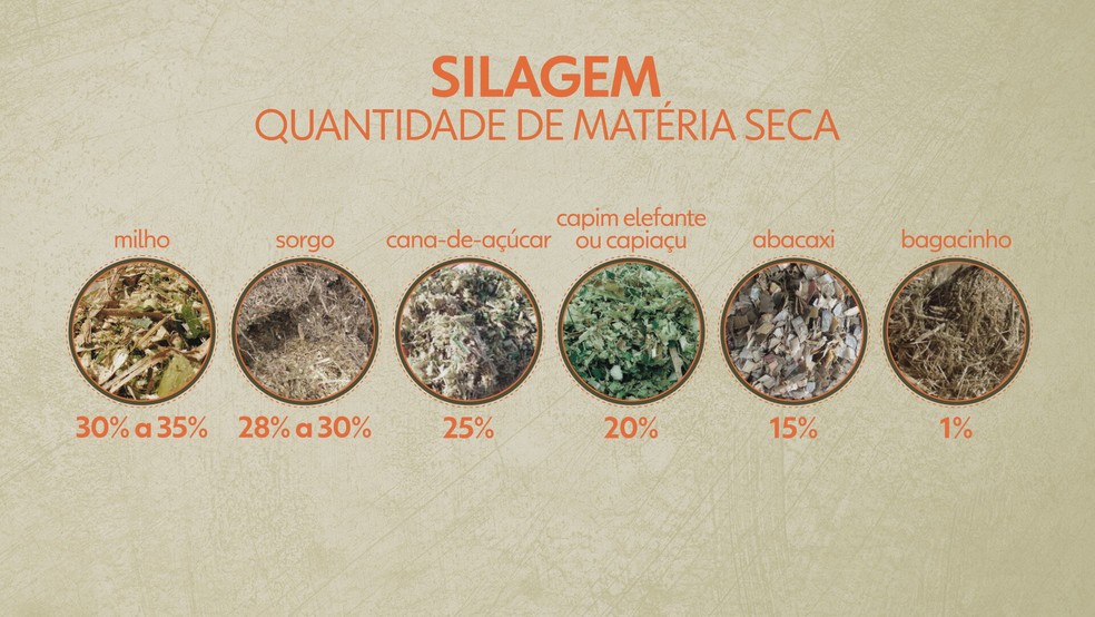 Quantidade de matéria seca na silagem. — Foto: Arte / Globo Rural