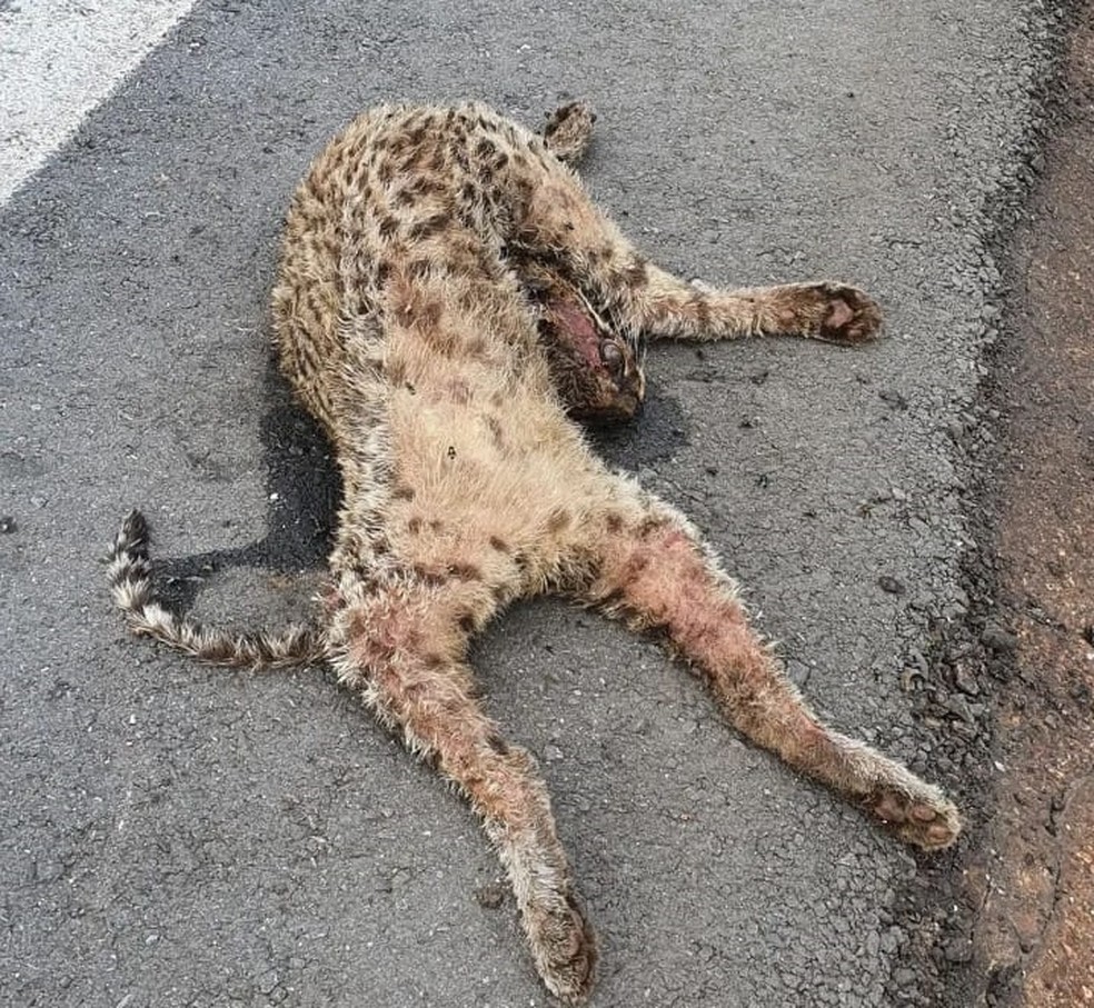 Jaguatirica é encontrada morta na Estrada do Parque Nacional da Chapada dos Guimarães (MT) — Foto: Arquivo pessoal/Luzia Abich