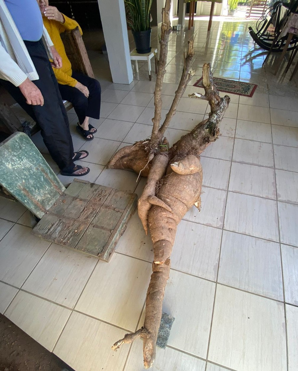 Pé de mandioca gigante colhido em Pomerode — Foto: Raphael Carrasco/Jornal de Pomerode
