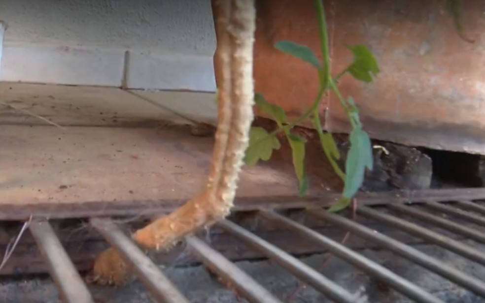 Pé de tomate surge por baixo de piso e dá mais de 40 frutos em Goiânia, Goiás — Foto: Divulgação/TV Anhanguera