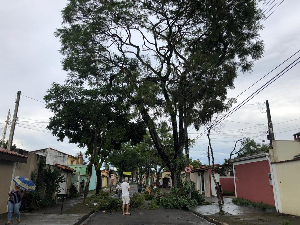 Rua MassaguaÃ§u teve trÃªs quedas de Ã¡rvores com chuvas em SÃ£o JosÃ© â€” Foto: AndrÃ© Luis Rosa/ TV Vanguarda