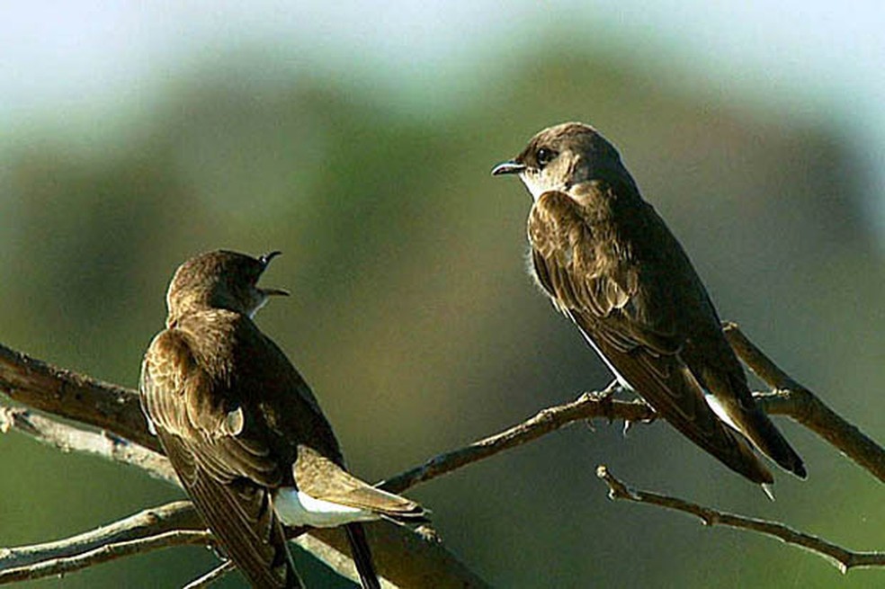 Campos e paisagens abertas são os principais territórios deste passarinho — Foto: Arquivo TG
