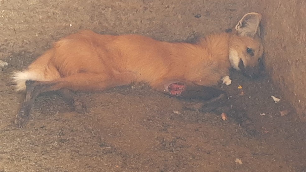 Lobo-guará encontrado em Paranapanema tinha ferimento na pata direita — Foto: Arquivo pessoal