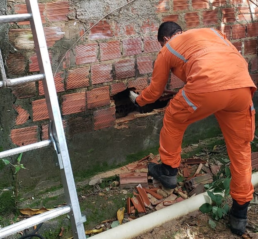 Cão foi achado preso entre dois muros, em Teresina, e está bastante debilitado.  — Foto: Divulgação/Corpo de Bombeiros