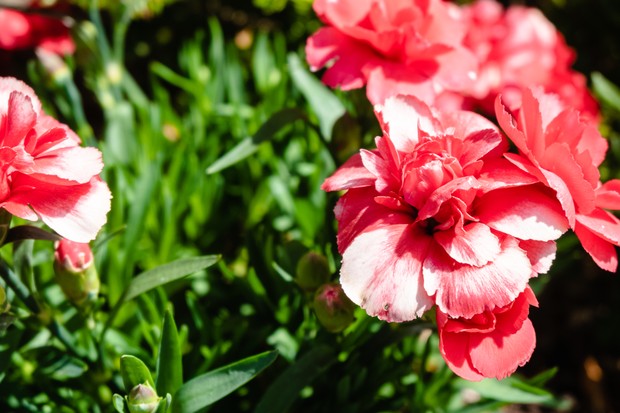A closeup shot of beautiful pink carnation flowers in a garden (Foto: Freepik)