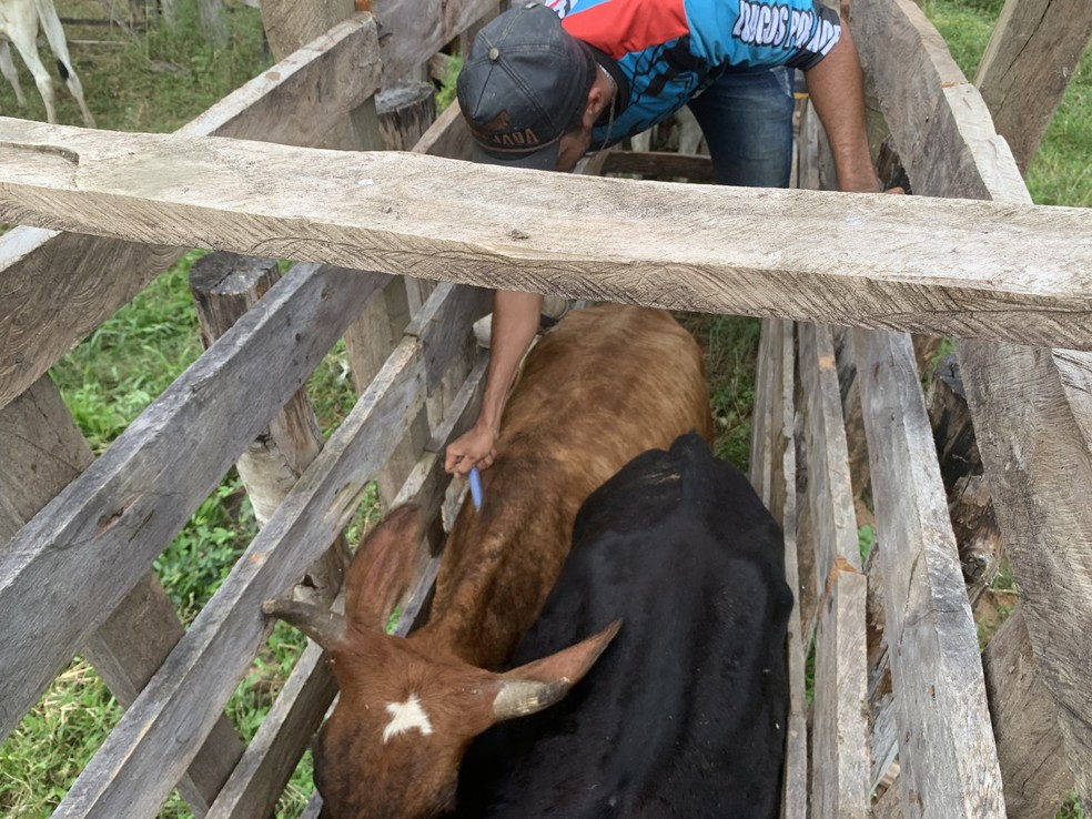 Bahia vacina mais de 90% dos bovinos e bubalinos contra a febre aftosa em todo estado