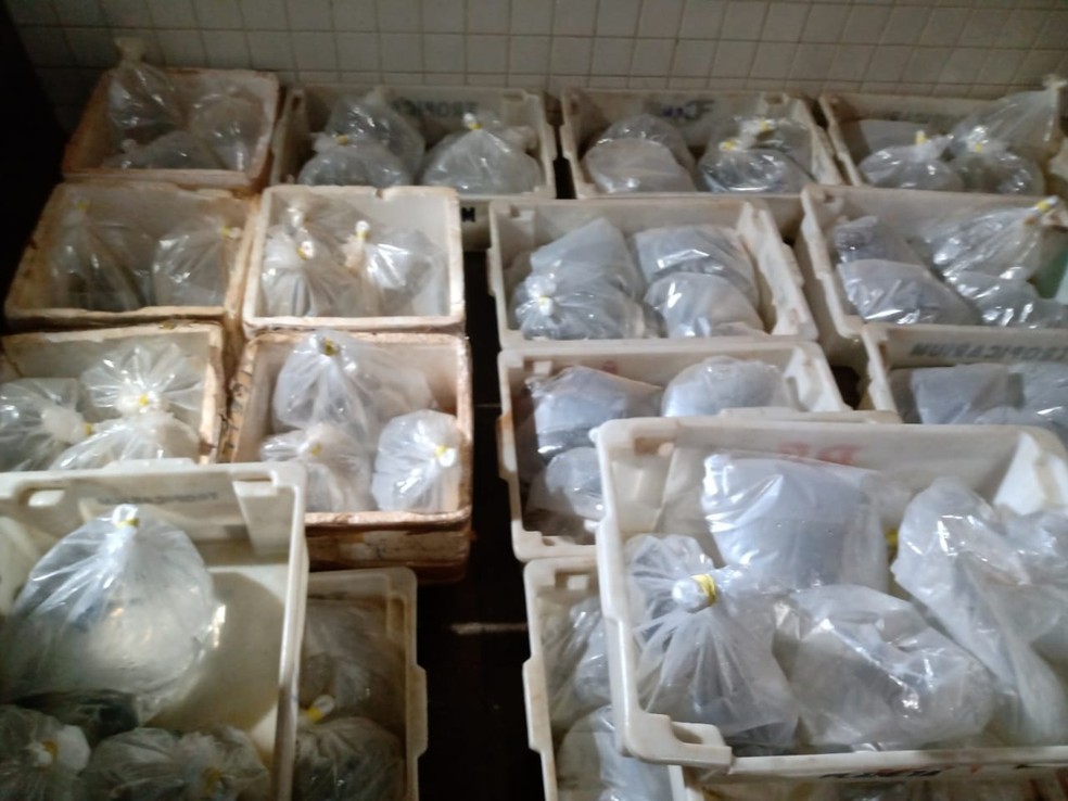 Peixes acondicionados em sacolas plásticas devem ser entregues à Semma — Foto: Alcindo Lima/Rádio 94FM