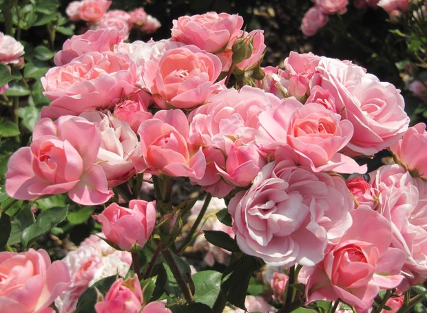 Rosas (Foto: Reprodução/Giuliana Flores)