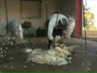 Produtores de ovelhas redobram os cuidados durante o inverno no RS