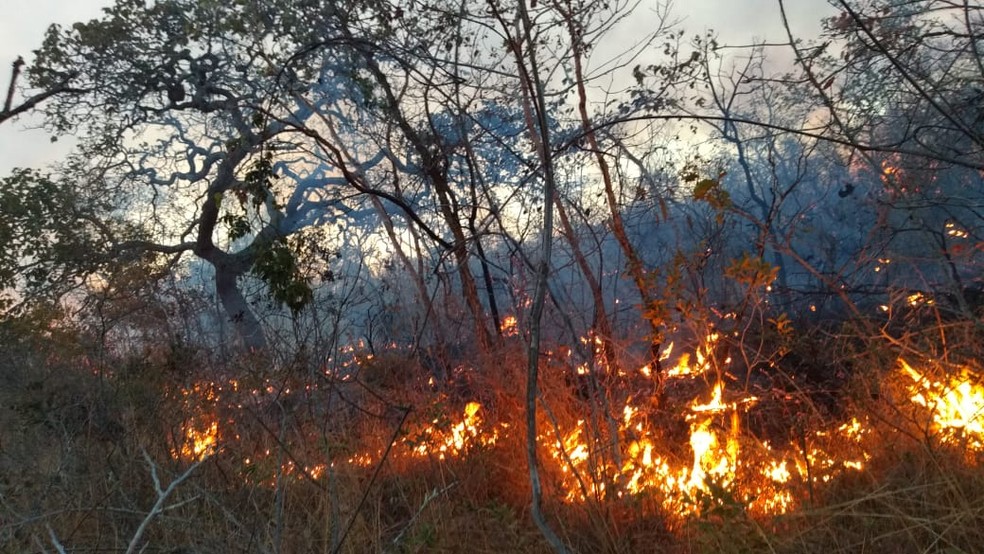 Incêndio destruiu cerca de 100 hectares de vegetação — Foto: Corpo de Bombeiros