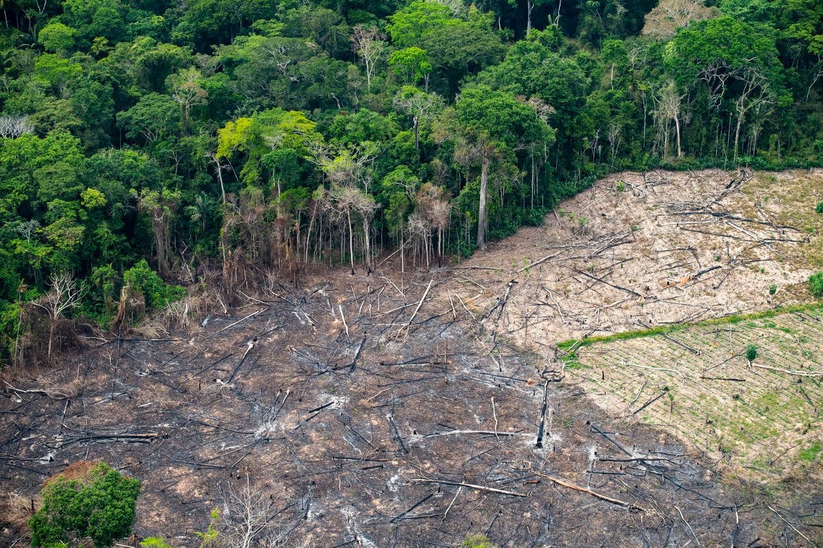 Savanização da Amazônia está ligada ao desmatamento, incêndios florestais, mineração e às mudanças climáticas (Foto: DanielBeltrá/Fábio Nascimento/ Greenpeace)