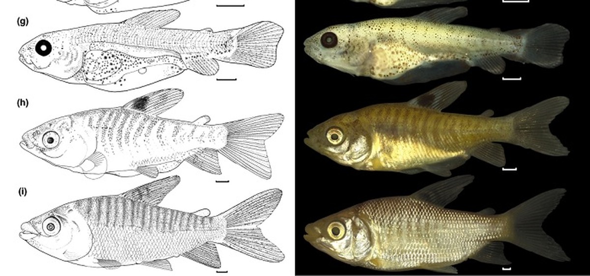 Estudo da Ufopa sobre desenvolvimento inicial do peixe curimatá é ...