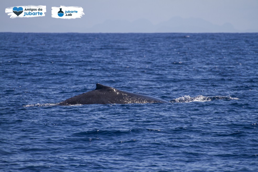 Baleias Jubarte são vistas no litoral do Espírito Santo em maio — Foto: Divulgação/ Amigos da Jubarte