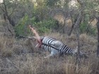 Leopardo se assusta após carcaça de zebra 'estourar' em parque africano