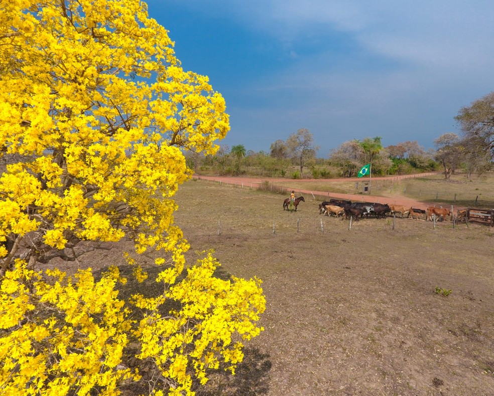 Beleza do ipê amarelo no Pantanal de MS — Foto: Luiz Mendes/Arquivo Pessoal 