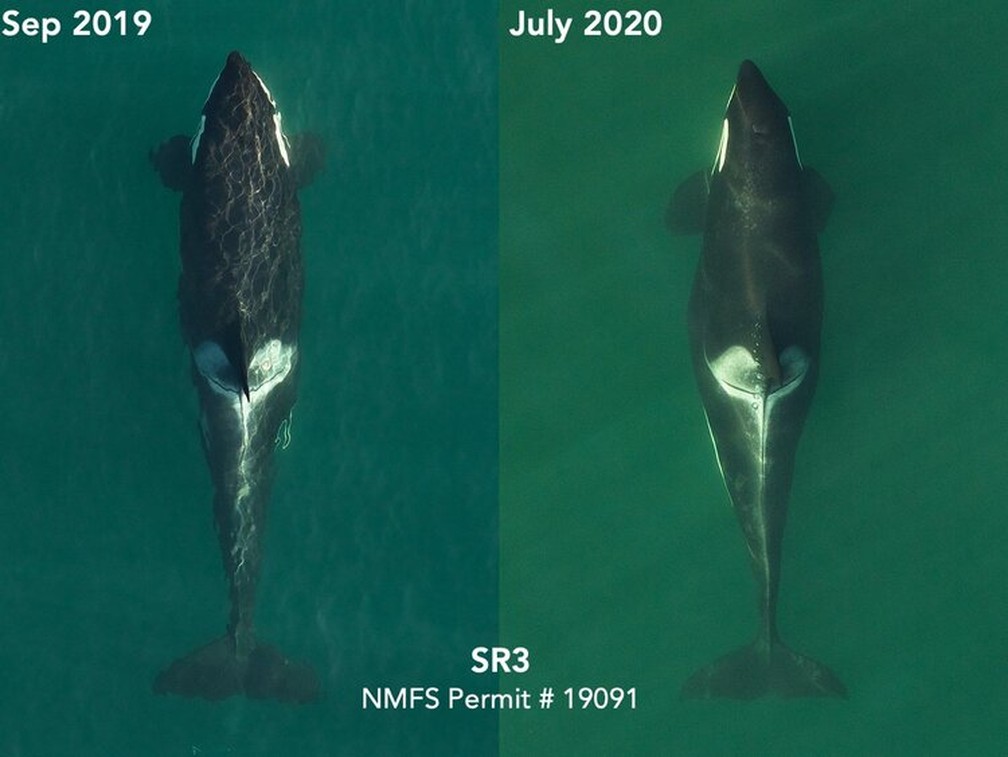 Duas fotos tiradas por pesquisadores da Southall Environmental Associates (SEA) registram a mudança no corpo da orca entre setembro de 2019 e julho de 2020, que indicam fase final de sua gravidez — Foto: Divulgação/Southall Environmental Associates
