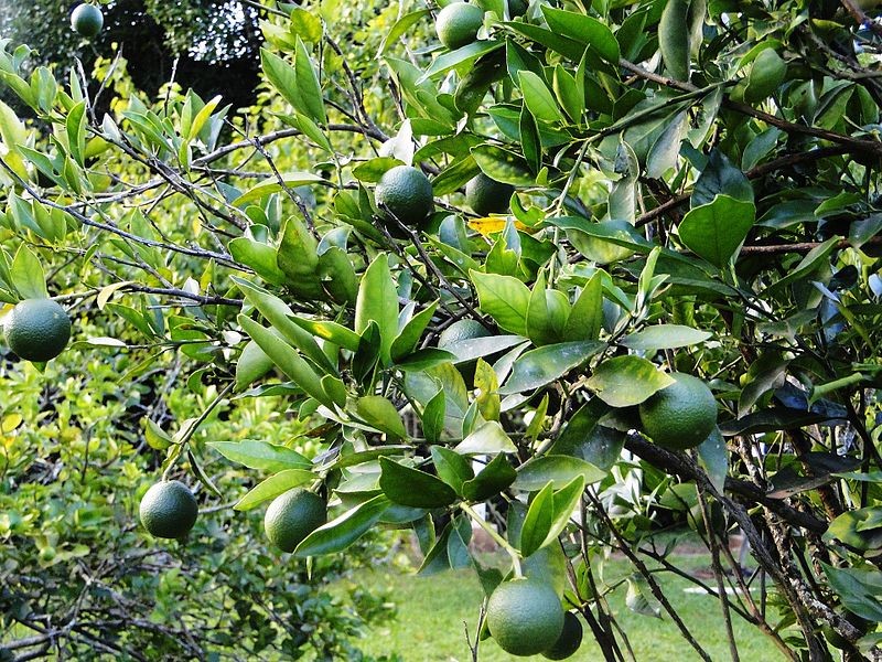 limao-limoeiro-fruta (Foto: Carol souza Santos/Wikimedia Commons)