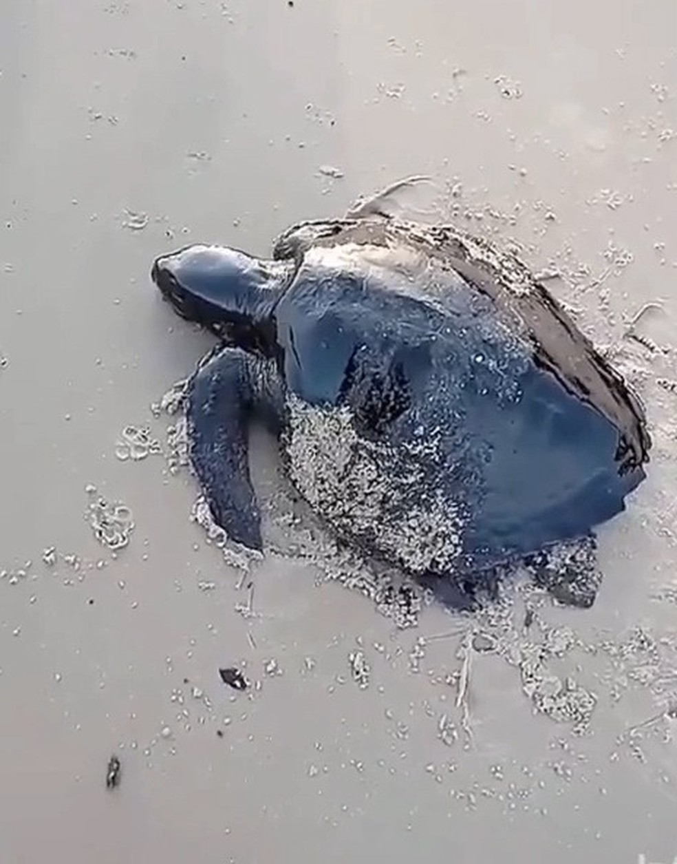 Tartaruga foi encontrada por universitário na Praia de Itatinga em Alcântara (MA) — Foto: Reprodução/Redes Sociais