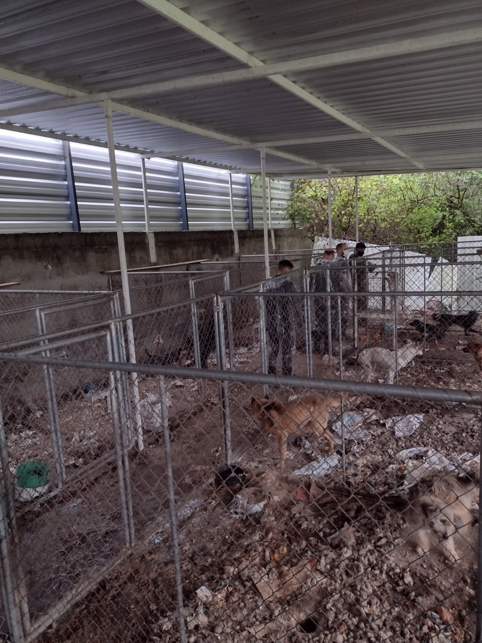 Mais de 300 cachorros eram mantidos sem água e alimentos em casa de Curitiba — Foto: Divulgação/Polícia Civil