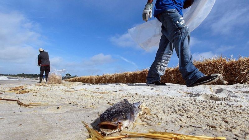 BBC - Em 2010, um derramamento de óleo matou milhões de animais marinhos no Golfo (Foto: Getty Images via BBC News)