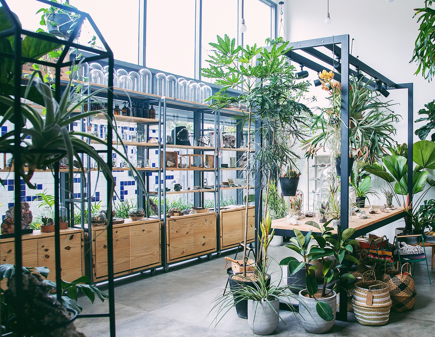 Conheça 10 lojas de plantas que valem o passeio (Foto: Divulgação)