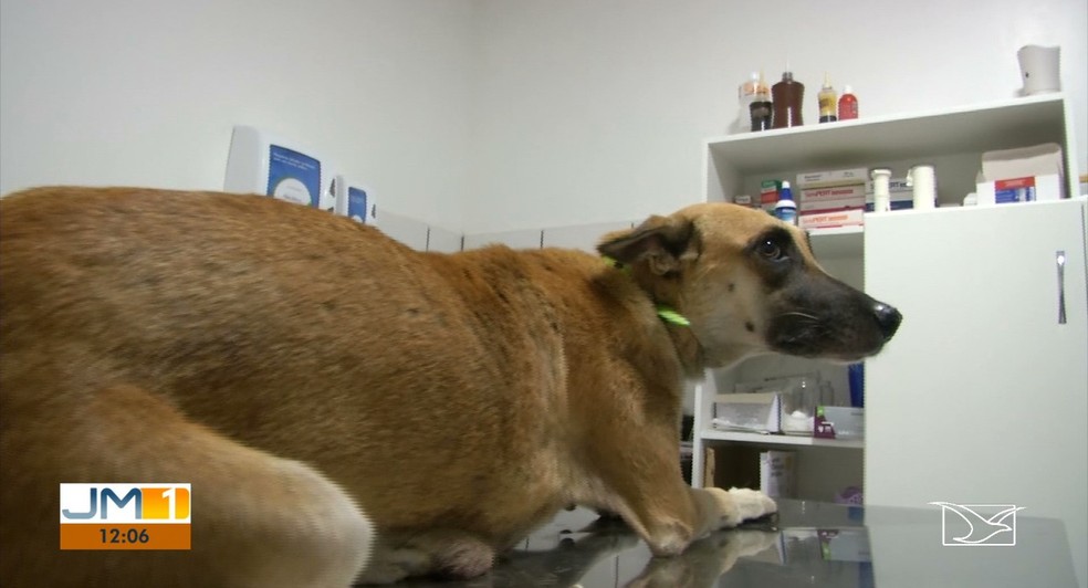 Mãe dos filhotes, cadela 'Judite' foi resgatada e será adotada por família em São Paulo. — Foto: Reprodução/TV Mirante