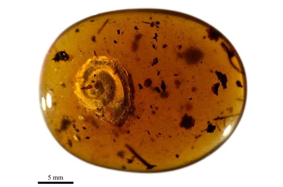 Foto do âmbar de 99 milhões que continha o Archaeocyclotus brevivillosus sp. nov