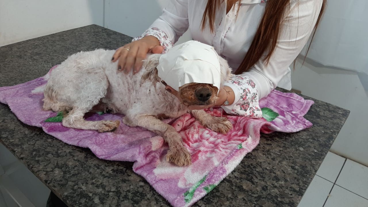 Mulher é presa após ONG denunciar cadela infestada de larvas em Ipaussu