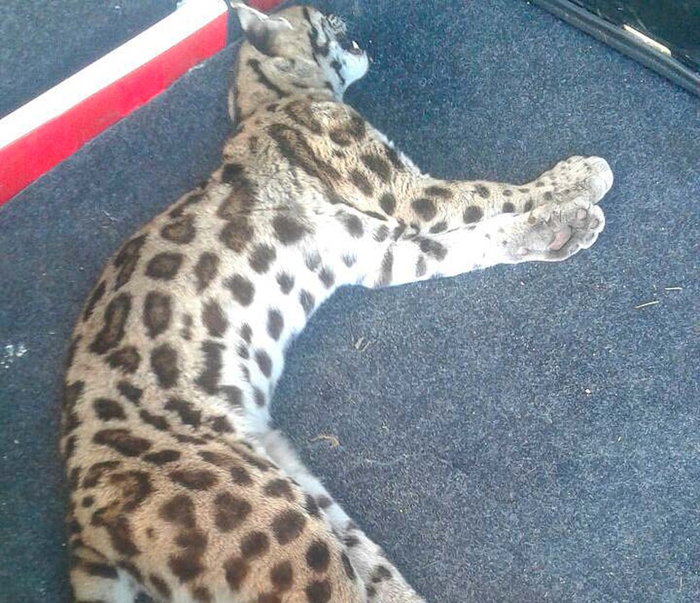 Gato-do-mato quando foi achado pelos advogados em rodovia na Bahia (Foto: Abisson Ribeiro Fernandes/Karla Elizabeth Bonfim Drumond/Arquivo Pessoal)