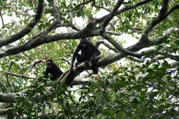 Macaco-aranha-de-cara-branca (Ateles marginatus), Dia 6 - F…